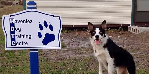 Companion Dog Course