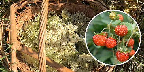 Summer Foraging Walk