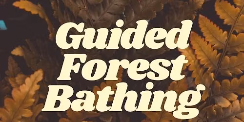 Guided Forest Bathing Experience