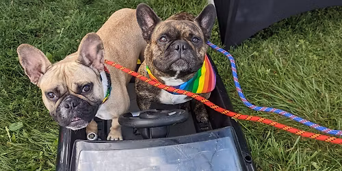 Second Annual Dog Parkour Play Day!