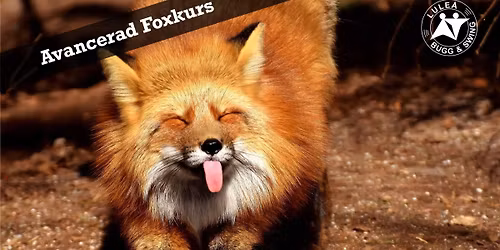 Avancerad foxkurs