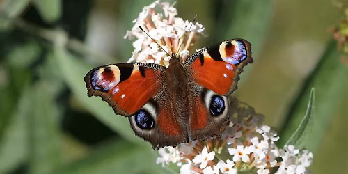 Butterfly walk at Alvaston Hall