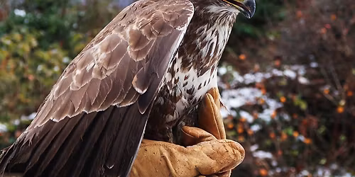 Besuch der Greifvogelstation: Schwerpunktthema Greifv\u00f6gel im Winter