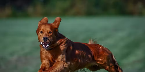 Medina Kennel Club Fast Cats