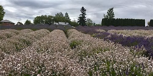 Copy of Full Bloom Lavender Farm Public Hours
