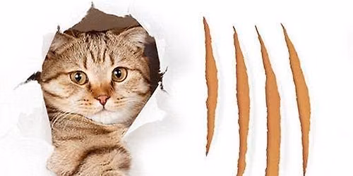 SPCA QUIZ NIGHT 2 - 2026
