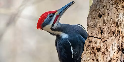 Queer Birders Club:  Cornwall Park