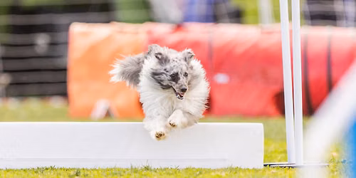 Hinderinnl\u00e6ringskurs i agility