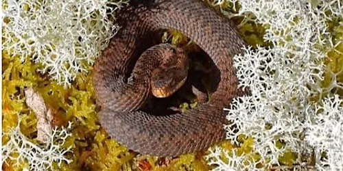 Reptile Best Practice Event