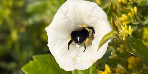 Drop In: Pollinators 