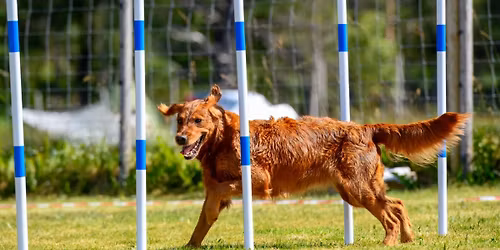 Tr\u00f8nderhelga Nidaros agility