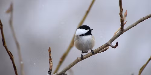 Second Saturday Birding with the Feminist Bird Club