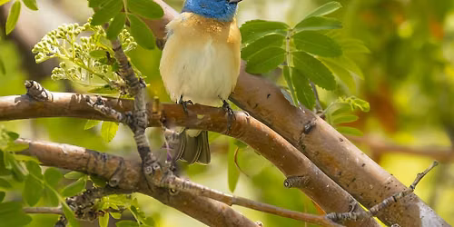 Copy of Guided Lazuli Bunting Walk