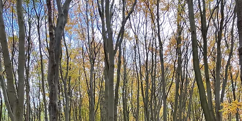 Orienteering in Maulden Wood