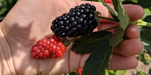 Caneberry Biocontrol and Production Workshop