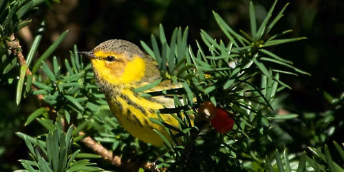 Birding in Peace