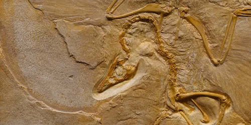 "Snack and Learn: Bringing Dino-Birds to Life": In-Person Badger Talk in Waupaca, WI
