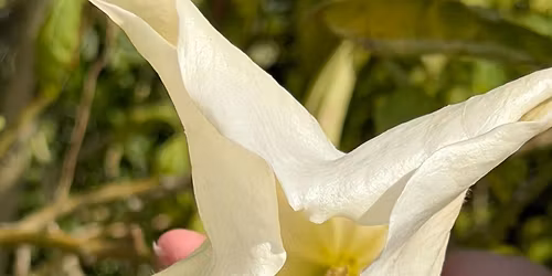 1st Saturday of the month JULY PLANT EXCHANGE