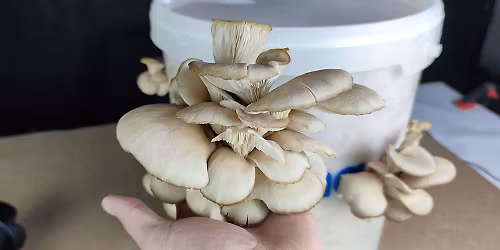 9\/12\/2025 Atelier de champignons : Faire pousser nos propres pleurotes gastronomiques \u00e0 petit frais