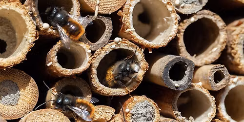 Pollinator Power: Building Native Bee Houses
