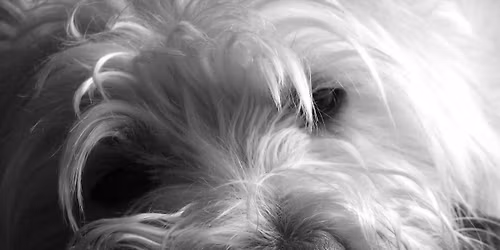 Lake Sammamish State Park Westie Walk