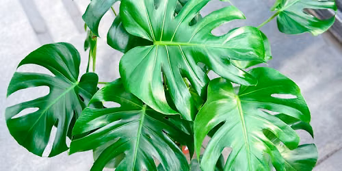 Houseplant 101 