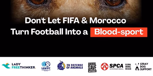 Let Us Live - FIFA and Morocco - demonstration for the Dogs