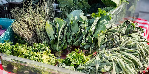 Volunteer at the  Union Temple NSILO OURE FARM a Building Bridges Farm