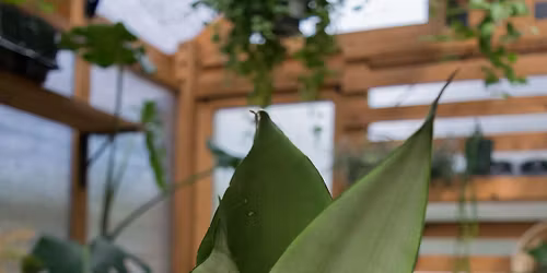 Jungle Cat Green House POP UP!