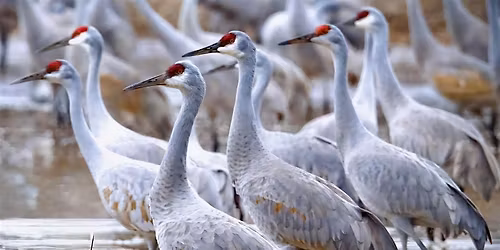 Louisville Women's Birding Club December Walk