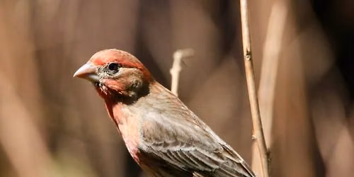 Nature Workshop: "Summer Bird Walk" with Martha Kane