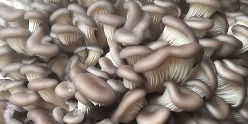 Atelier de Culture de Champignons (Formation)