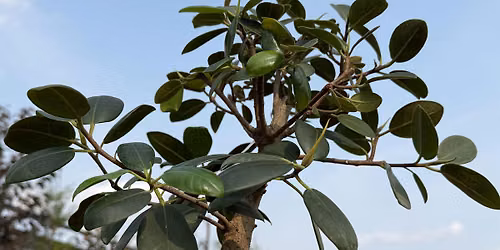 DIY Tropical Bonsai