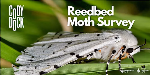 Reedbed Moth Survey