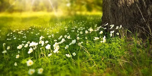 Kr\u00e4uterf\u00fchrung \u201eZwischen Sonnenkraft und goldenen Kr\u00e4utern\u201c