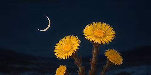 Nym\u00e5neseremoni \u2013 Hestehoven \ud83c\udf3b