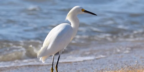 Guided Bird Walk