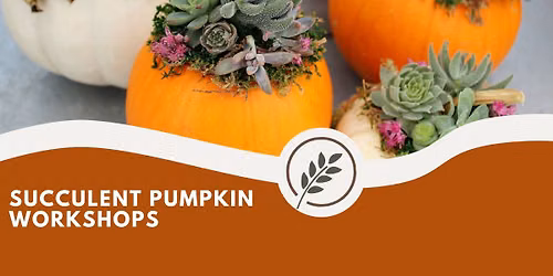 Succulent Pumpkin Workshop