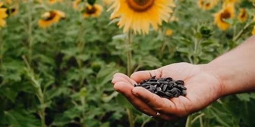 Climate and nature emergency workshop with sunflower planting