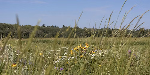 Knowing our Grasslands