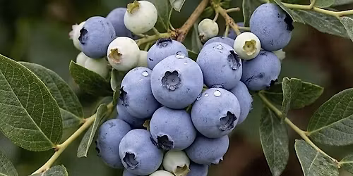 Blueberry Rust Workshop - North (Launceston)