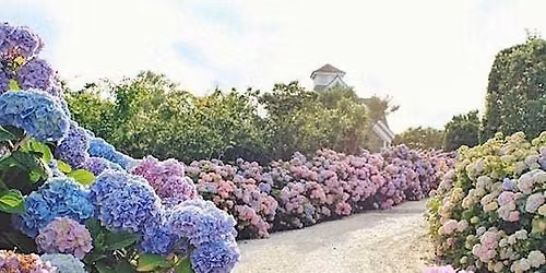 Happy Hour & Hydrangeas