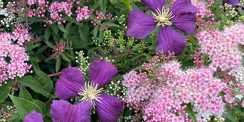Bidborough Gardening Association Summer Show - all welcome