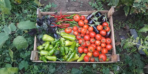 Ready, Set, GROW! Waking Up Your Atlanta Garden