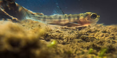 Taimenen poikasia Longinojalla