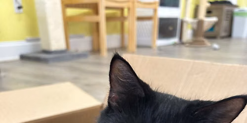 FREE Cat Supplies 'Pop-Up' Pantry