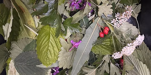 Forage wild city herbs to brew tea