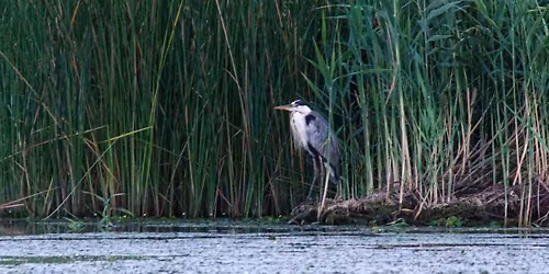 Fedezd fel a Tisza-tavi mad\u00e1rrezerv\u00e1tum vil\u00e1g\u00e1t!