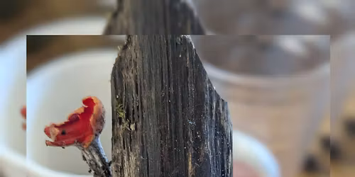 \ud83c\udf33\ud83c\udf6f Druid's Apothecary (potion-making for Grown-ups)