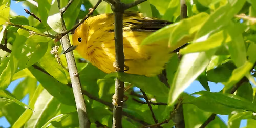 First Saturday Guided Bird Walks with Sussex Bird Club